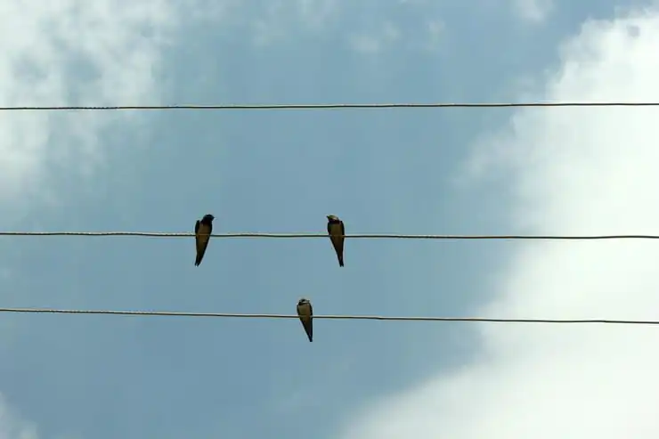 Passarinhos no fio elétrico - Linha Viva Método ao Potencial